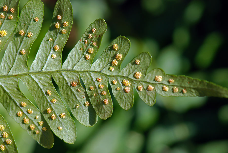 Polypodium cfr. cambricum